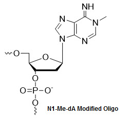 Bio-Synthesis Inc. Oligo Structure